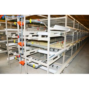 Hot Dip Galvanized Steel Chicken Layer Cages With Automatic Equipment