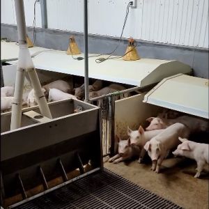 Quality PVC Fencing Livestock Farming Equipment Hot Galvanized Steel for sale