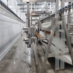 Stainless Steel Slaughter Processing Line 500bph 10000bph Chicken Abattoir