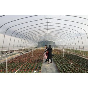 Easily Installed UV Plastic Covering Greenhouses for Commercial Agriculture