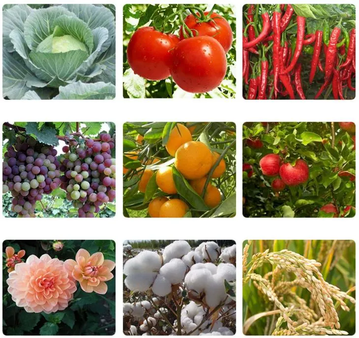 Citrus Vegetable Thrips Rice Leafhopper Aphid Systemic Insecticide Thiamethoxam 30% Sc