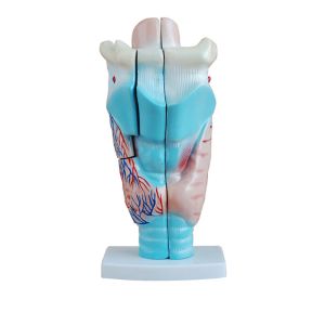 Anatomical Pvc Simulation Magnified 3pcs Human Larynx Model