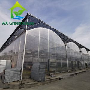 China Strawberries Plastic Film Greenhouse on sale