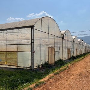 Multispan Plastic Film Tunnel Greenhouse With Vertical Farming Hydroponics