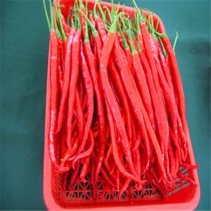 8000-12000shu Hot Erjingtiao Pepper With Dry Place Storage
