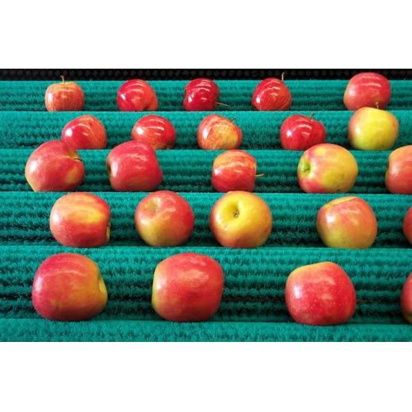 Potato Peeling Roller Sweeper Brush Roller OEM For Conveyor Belt