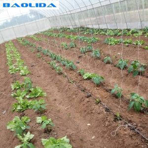 Clear Plastic Film Polyethylene Steel Frame Greenhouse With Irrgation System