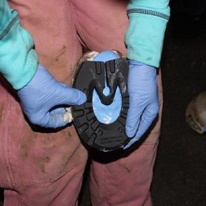 Fast Cure 1: 1 Mix Ratio Addition Silicone Mold Putty For Horse Hoof Treatment