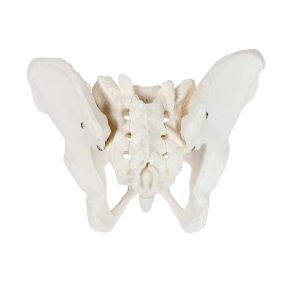 Medical Anatomy Teaching Pvc 35x20x16cm Male Pelvis Model