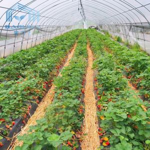 Plastic Tunnel Strawberries Agricultural Farm Tunnel Plastic Greenhouse With