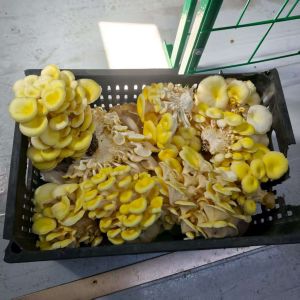 Efficient Resource Utilization High Productivity Mushroom Cultivation Container