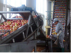 apple juice concentrate /New Season Brix 70% concentrate apple juice