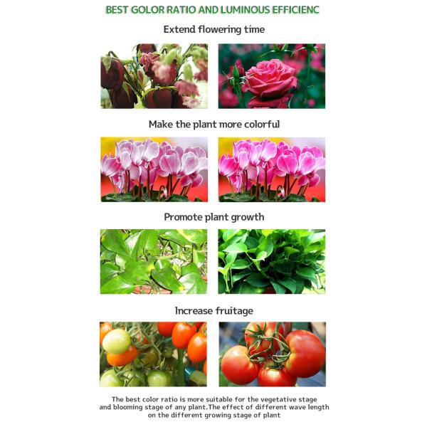 5000K LED Quantum Board 150w Grow Light 660nm For Plants Flowers