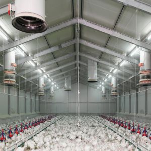 Fireproof Steel Poultry House with Automated Ventilation System