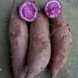 IQF Frozen Purple Sweet Potato, random cut