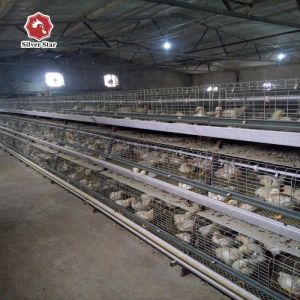 SGS Automatic Broiler Chicken Cage ISO9001 Q235A Hot Dipped Galvanized