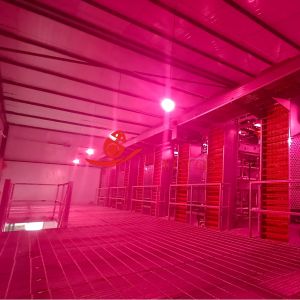 Quality CE Sustainable Layer Chicken Cage System for Algerian Farms for sale