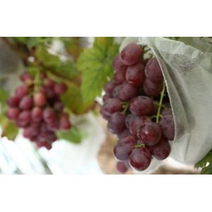 Nonwoven Grape Protection Bags