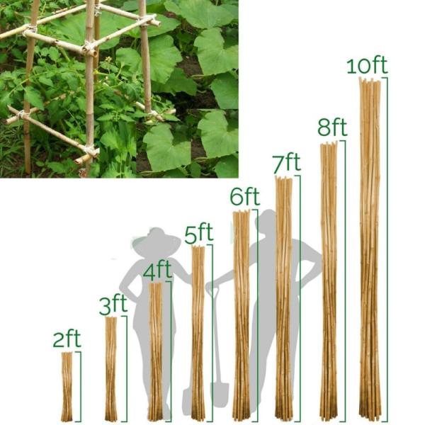 Tonkin Bamboo Cane for Plants Grow Support Custom Size Bamboo Stick