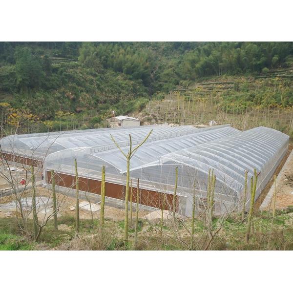 Tomato And Strawberry Greenhouse Turnkey Project 8-10 Meter Span Width