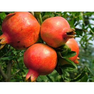 Natural manufacturer supply GMP Punica granatum/ pomegranate bark extract for