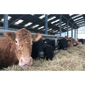 Light Prefab Steel Livestock Barns , Custom Steel Shed Construction
