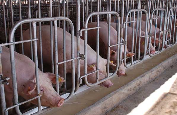 Agro Animal Show International exhibition of animal husbandry - - NorthHusbandry