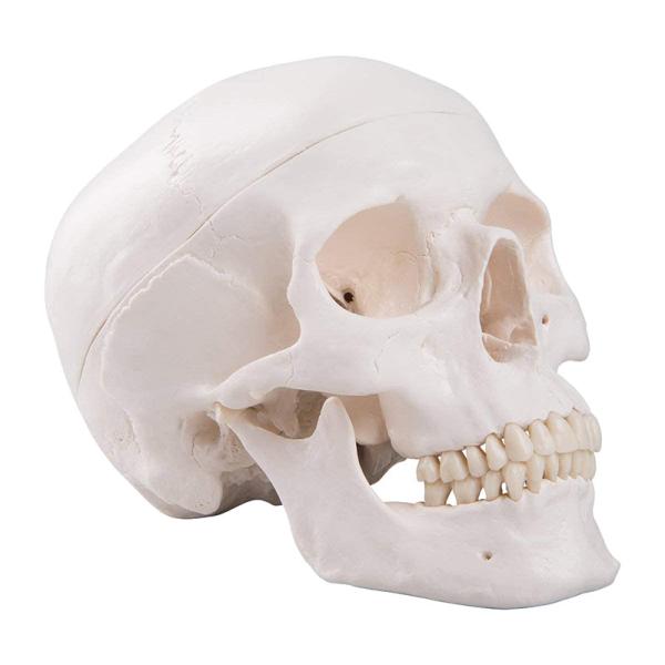Buy Life Size Adult Human Skull Anatomical Head Skeleton Model With Removable Teeth at wholesale prices