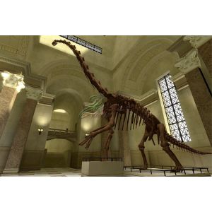 Quality Attractive Complete Dinosaur Fossil Model , Fiberglass Dinosaur Fossil Replicas for sale