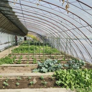 Flower Planting Sunlight Greenhouse with Steel Structure Double or Single Layer