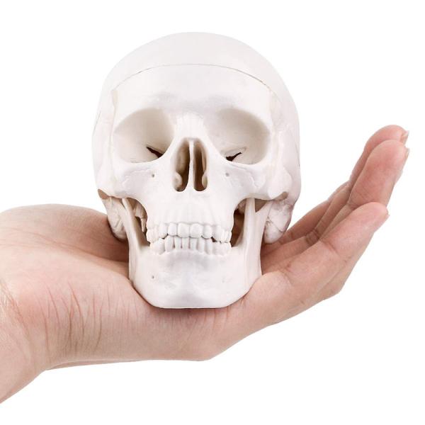 Buy Medical Training 10cm Mini Human Skeleton Model , Plastic Skull Model at wholesale prices