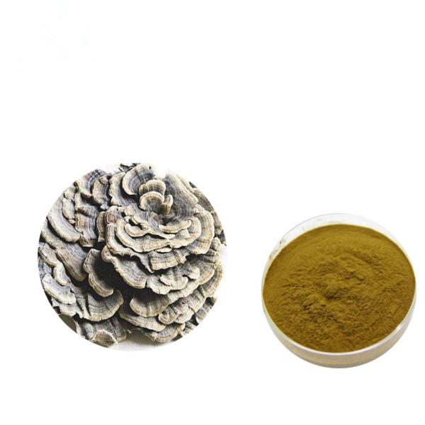 Strengthen Physique Brown Yellow Coriolus Versicolor Extract Powder