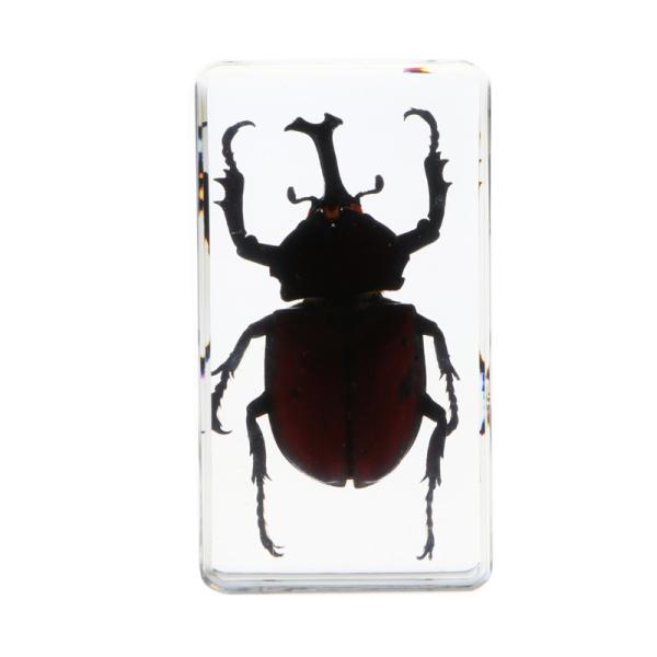 Insect Specimen Resin Paperweight Biology Anatomy Education Teaching Tool Educational Toy