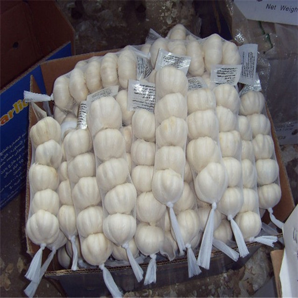 Buy PURE WHITE GARLIC WITH TUBE PACKAGE at wholesale prices
