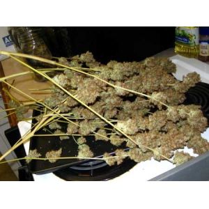 100lm/W 680 Watt Vegetable Grow Lights For Weed