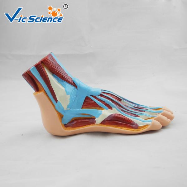 Buy Hospital School Teaching Foot 55x35x33cm Human Anatomical Model at wholesale prices