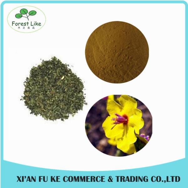 Buy 100% Natural Mullein Leaf Extract Powder 10 : 1 at wholesale prices
