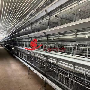 Enhanced Biosecurity Poultry Battery Cage System for Baby Chickens