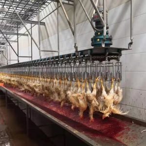 China Automatic Poultry Scalder Machine stainless steel 304 Poultry Processing Equipment on sale