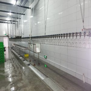 Stainless Steel Slaughter Processing Line 500bph 10000bph Chicken Abattoir