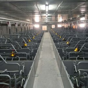 Quality 100 Sow 2.4*0.6m pen Piggery Farm Equipment for sale