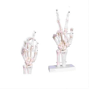 Human Life Size Finger Bone Flexible for Medical Demonstration Study Education