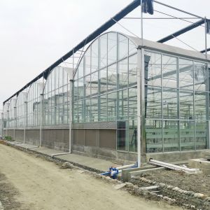 Hydroponics Tomato Cucumber Flower Film Arch Automatic Multispan Glass