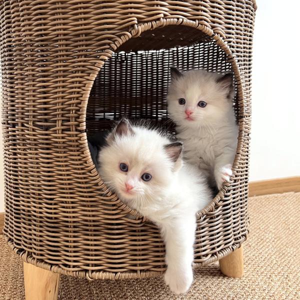 extra large cat cave