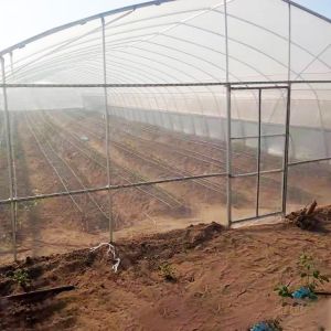 China Single Span Plastic Tunnel Greenhouse Commercial Agricultural on sale