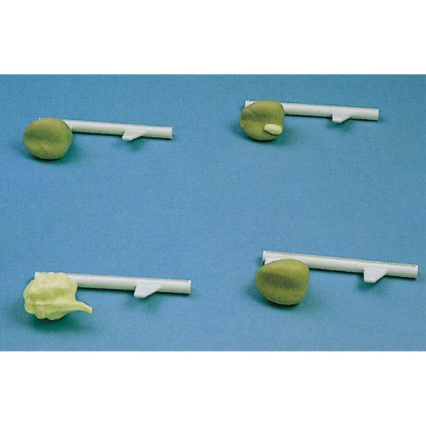 Prostate examination simulator / Clinical simulation with invasive cancer