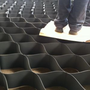 Homo Sapiens Cell Source Primary Cells Geo Cell Line with Monolayer Growth