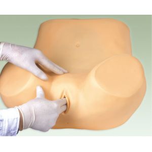 Quality High technology Female medical training manikin / uterus observation , cervix model for sale
