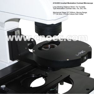 Bright Field Inverted Modulation Phase Contrast Microscope Infinity Plan A19