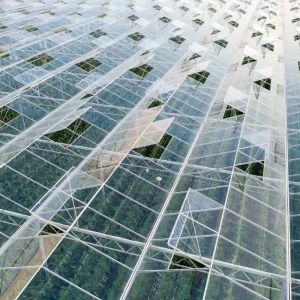 Commercial Greenhouse Drip Irrigation Glass Hydroponics System with Customization